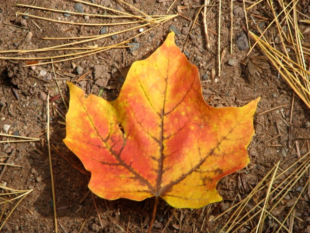 Leaf changing colors at Copper Falls, WI